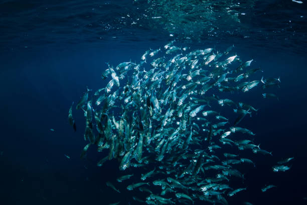 istock Underwater wild world with tuna school fish 1053023114