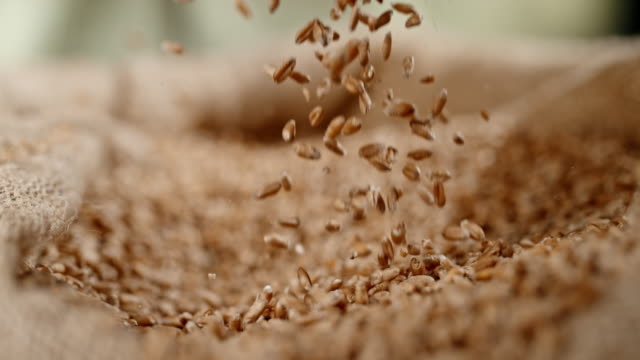 SLO MO Wheat grains falling into a sack