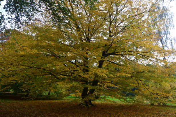 istock Autumn Colors Outdoor 1053024924