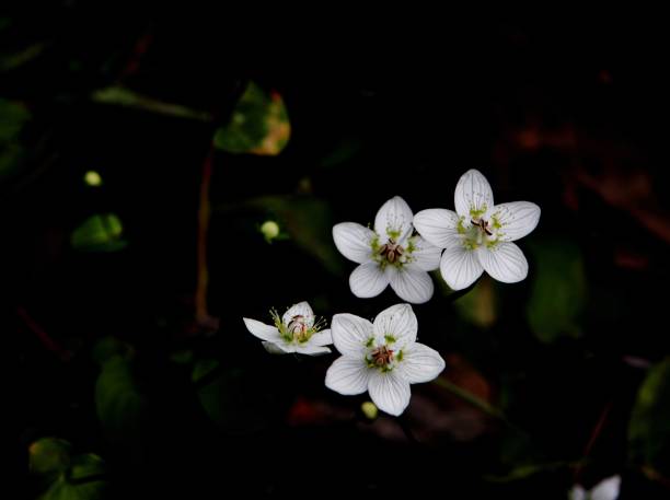 VD705-Wildflowers in Korea