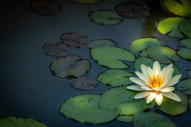 white water lily marliacea rosea or lotus flower. nymphaea in a pond on a background of dark green leaves. they are covered with water drops. - white water lily imagens e fotografias de stock