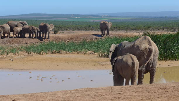 elefants no deserto da áfrica - safari animals elephant rear end animal nose - fotografias e filmes do acervo