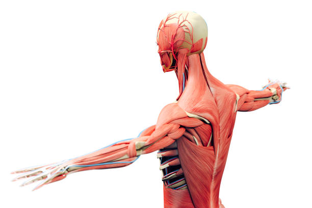 3d man render,  anatomy showing skeleton and muscular system