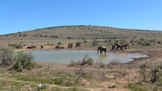 elefants no deserto da áfrica - safari animals elephant rear end animal nose - fotografias e filmes do acervo