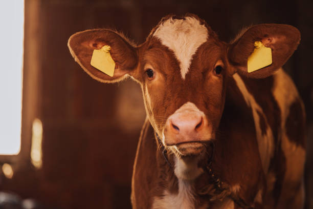 istock Cute young  calf  in straw - portrait 1053030852