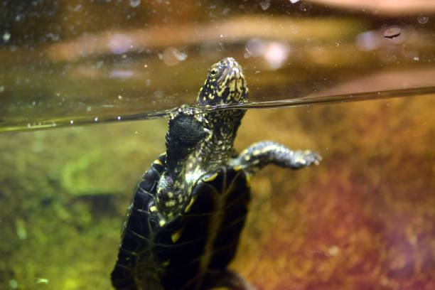 istock turtle pop up to breath in an aquarium 1053033016
