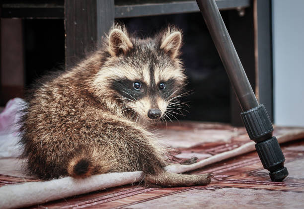 istock portrait of little playful racoon 1053036154