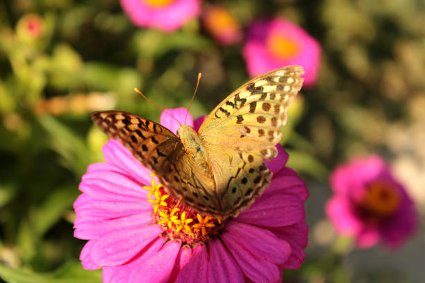 istock Butterfly on a pink flower, close up view 1053042656