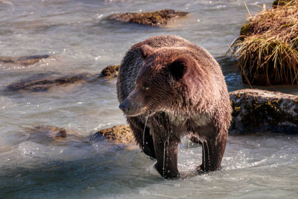 urso de salmões pesca no rio chilkoot perto haines alaska - alaska landscape scenics wilderness area - fotografias e filmes do acervo