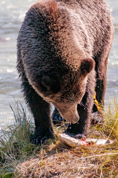 urso de salmões pesca no rio chilkoot perto haines alaska - alaska landscape scenics wilderness area - fotografias e filmes do acervo