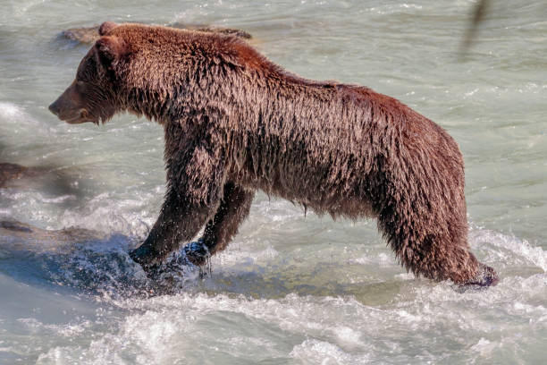 urso de salmões pesca no rio chilkoot perto haines alaska - alaska landscape scenics wilderness area - fotografias e filmes do acervo