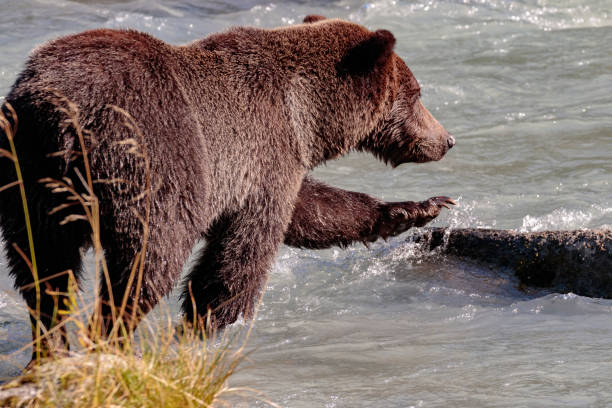 urso de salmões pesca no rio chilkoot perto haines alaska - alaska landscape scenics wilderness area - fotografias e filmes do acervo
