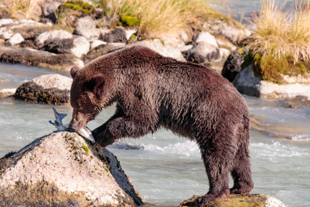 urso de salmões pesca no rio chilkoot perto haines alaska - alaska landscape scenics wilderness area - fotografias e filmes do acervo