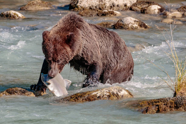 urso de salmões pesca no rio chilkoot perto haines alaska - alaska landscape scenics wilderness area - fotografias e filmes do acervo