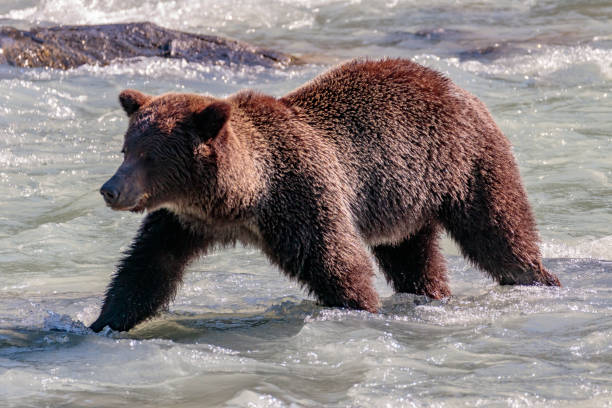 urso de salmões pesca no rio chilkoot perto haines alaska - alaska landscape scenics wilderness area - fotografias e filmes do acervo