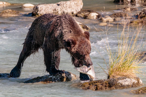 urso de salmões pesca no rio chilkoot perto haines alaska - alaska landscape scenics wilderness area - fotografias e filmes do acervo