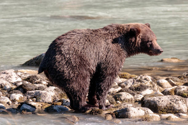 urso de salmões pesca no rio chilkoot perto haines alaska - alaska landscape scenics wilderness area - fotografias e filmes do acervo