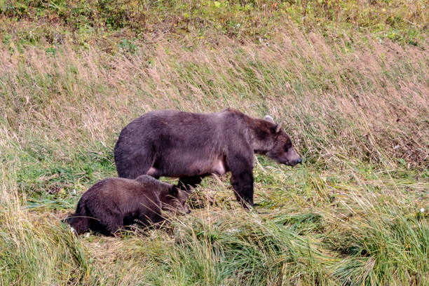 ursos, perto do rio chilkoot em haines alaska - alaska landscape scenics wilderness area - fotografias e filmes do acervo