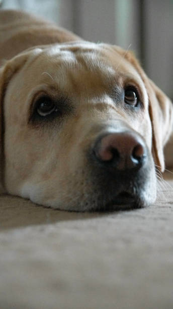istock Dog on a daily basis, jumping, sleeping and playing 1053048072