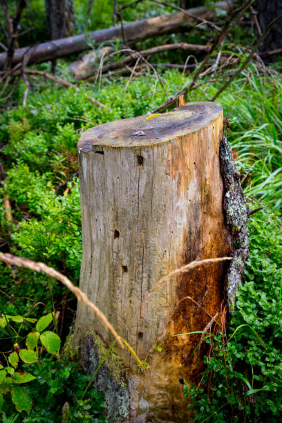istock old wooden stump 1053050782