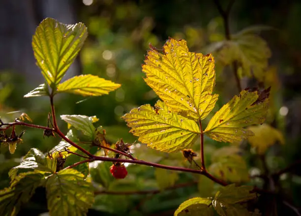 nice autumn raspberry-bush twig in sunlight