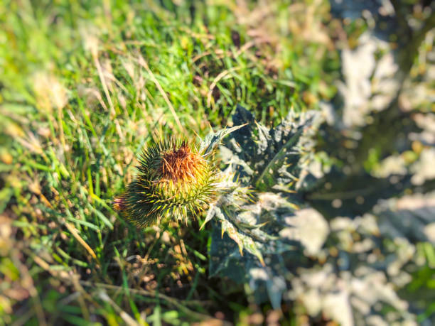 Field flowers grow on Mount Arbel, located on the coast of Lake Kinneret - the Sea of Galilee, near the city of Tiberias, in northern Israel