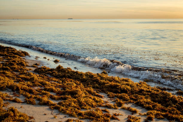 Seaweeds deposited on the coast of Miami Beach at sunrise