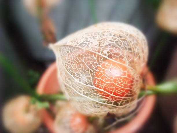 fruit