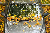 Bright and beautiful autumn leaves on the windshield of the car