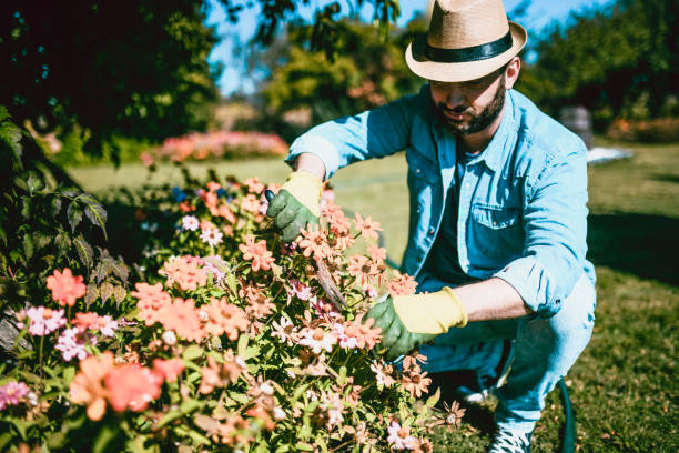 istock Handsome Gardener Decorating The Zinnia Flowers 1053058584