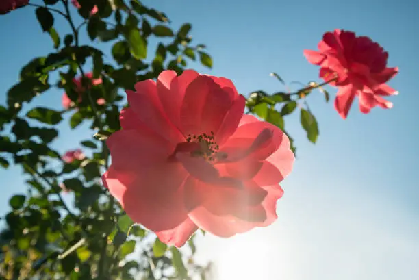 Some flowers with green leaves and sun in the background.