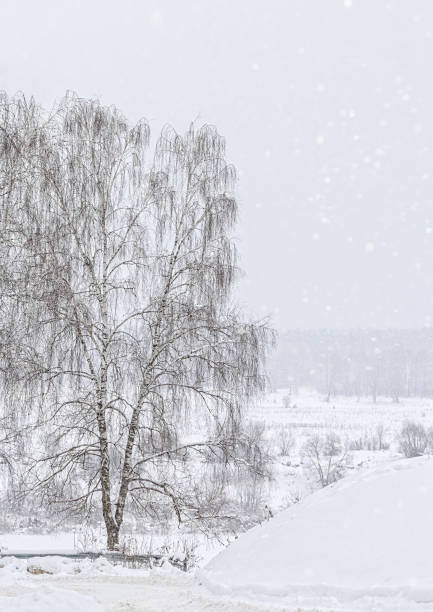 istock Winter landscape with a snow-covered birch and snowdrift 1053061788