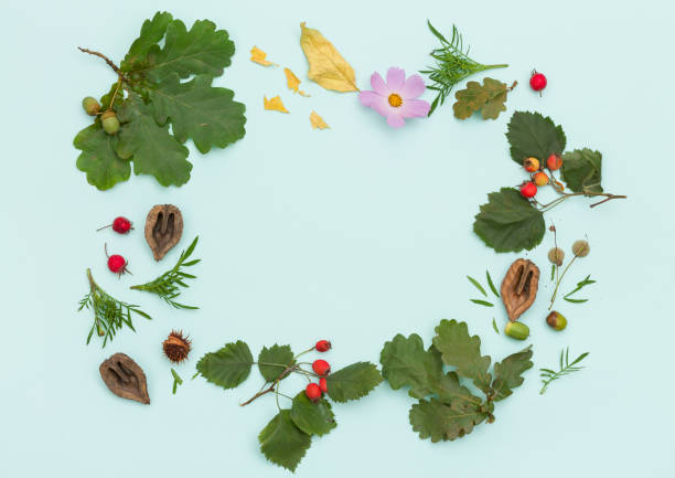 Top view on  different plants, nuts and flowers on turquoise wooden background.  Round frame or wreath. autumn concept
