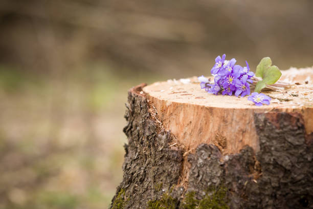 istock first spring flowers on old tree's stump. primroses or snowdrops in the forest. 1053062994