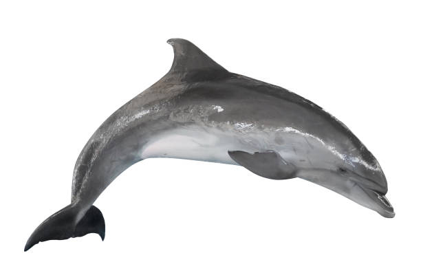 白で隔離灰色バンドウイルカ - 水生哺乳類 ストックフォトと画像