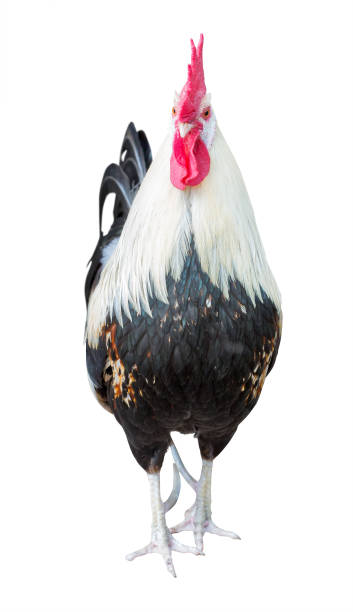 istock light and dark rooster frot view 1053064784