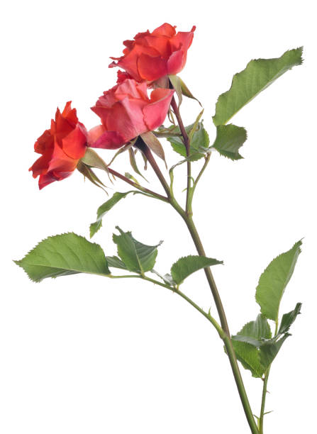 istock three bright red small rose blooms on green stem 1053064810