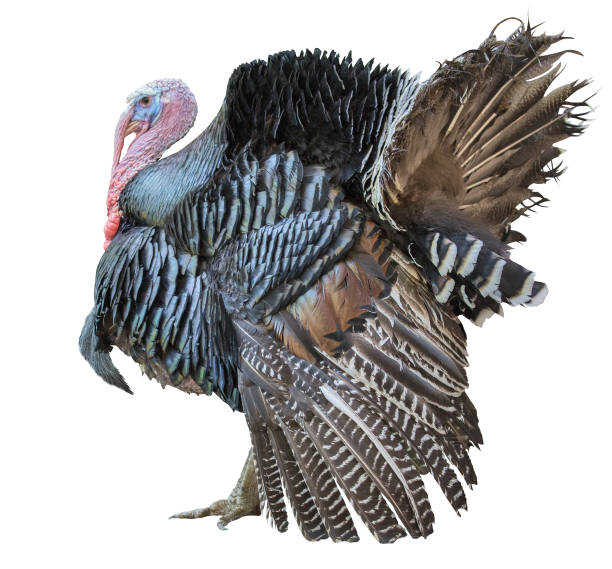 istock large turkey male isolated on white 1053064894