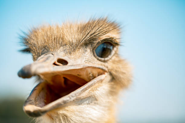 istock ostrich bird head and neck front portrait in the park 1053065108