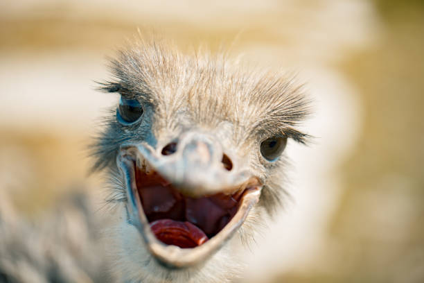 istock ostrich bird head and neck front portrait in the park 1053065130