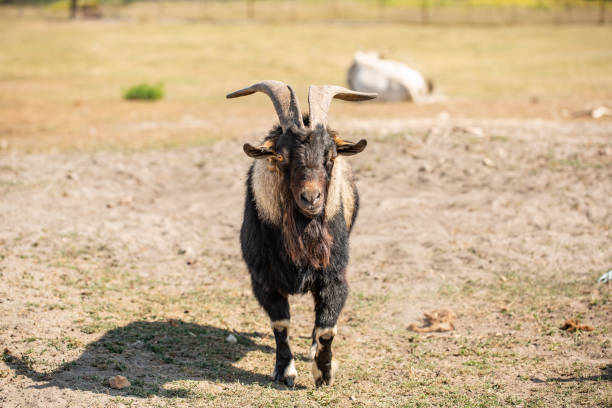 istock a brown goat smile to the camera , a male goat 1053065156