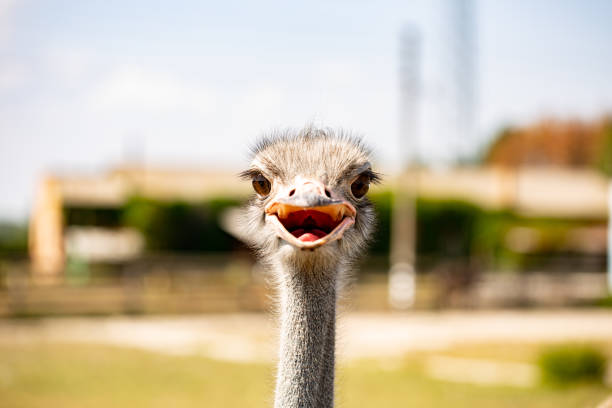 istock ostrich bird head and neck front portrait in the park 1053067522