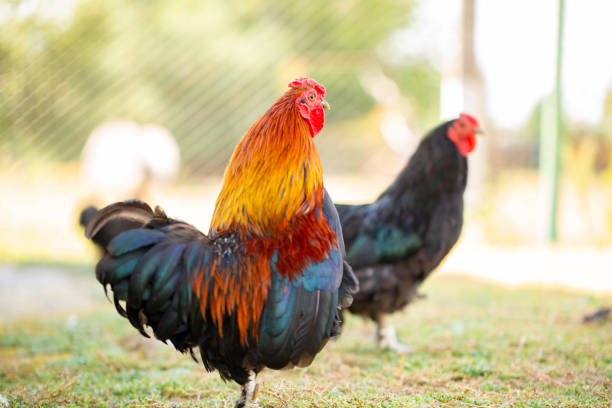 istock Rooster and Chickens. Free Range Cock and Hens 1053067578