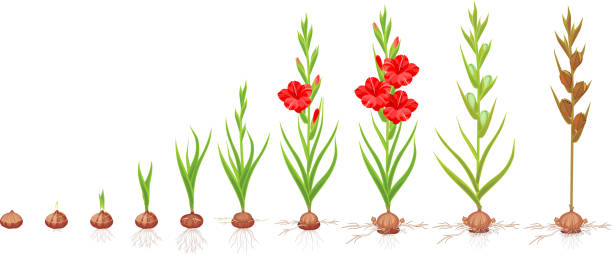 ilustraciones, imágenes clip art, dibujos animados e iconos de stock de ciclo de vida de la planta de los gladiolo. etapas de crecimiento de la plantación cormo a planta adulta con flores y semillas - gladiolus flower white isolated