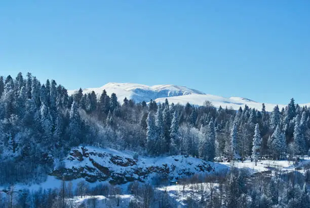 Photo of Mountain landscape. On the front and middle ground there is a forest, behind the snow-covered peaks of the mountains. Beautiful blue sky. Lago-Naki, The Main Caucasian Ridge, Russia