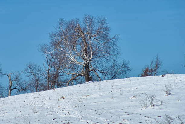 Lonely tree at sunset in winter near Kojori valley. Georgia