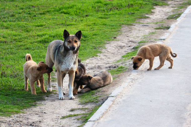 Stray female dog with puppies stock photo