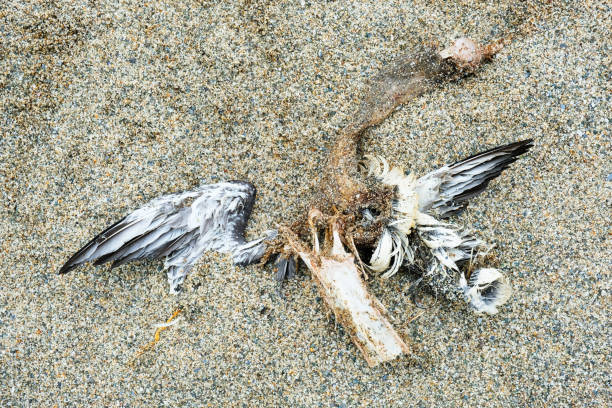 istock Remains of a Dead Seabird 1053073272
