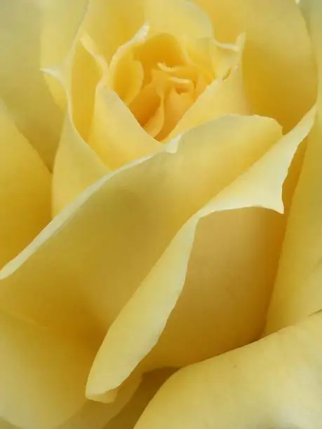 Yellow rose in bloom