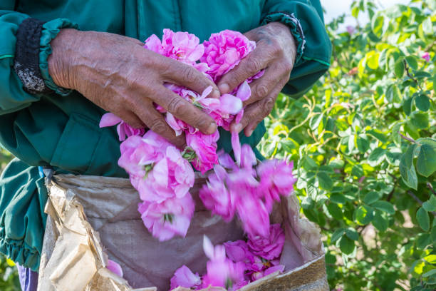 Man and picked by him fresh pink roses (Rosa damascena, Damask rose) for perfumes and rose oil in garden on a bush during spring. Close up view of his cracked hands. Selective focus. Agricultural concept. rose valley stock pictures, royalty-free photos & images